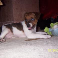 Dansk svensk gaardhund Chico