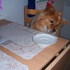 Papillon Lunden´s Cirkeline