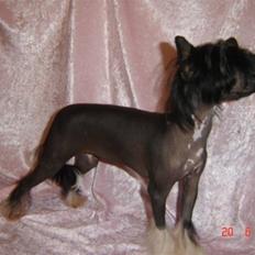 Chinese crested hårløs Belika
