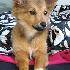 Blanding af racer Laika