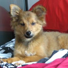 Blanding af racer Laika