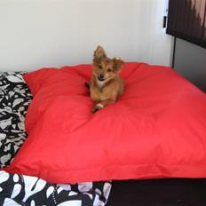 Blanding af racer Laika