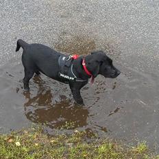 Labrador retriever Rickey