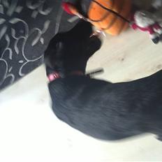 Labrador retriever Rickey