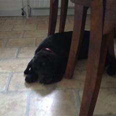 Labrador retriever Rickey