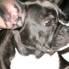 Fransk bulldog Tulle