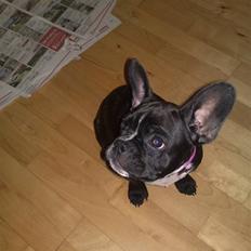 Fransk bulldog Tulle