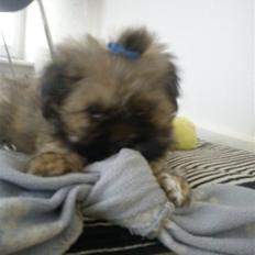 Lhasa apso Hyperion ( BULDER )