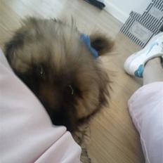 Lhasa apso Hyperion ( BULDER )