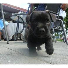 Blanding af racer Ami