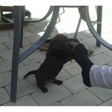 Blanding af racer Ami