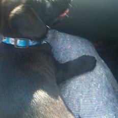 Blanding af racer Ami