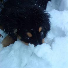 Blanding af racer viktor