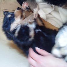 Blanding af racer viktor