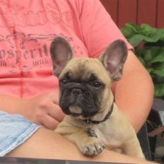 Fransk bulldog Haddock