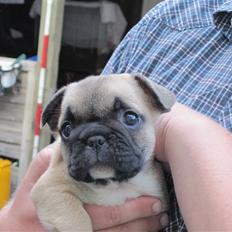 Fransk bulldog Haddock