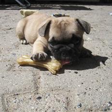 Fransk bulldog Haddock