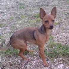 Dvaergpinscher LilleJoe