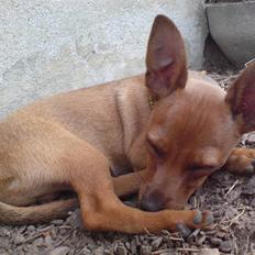 Dvaergpinscher LilleJoe