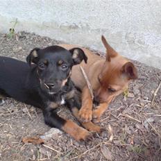 Dvaergpinscher LilleJoe