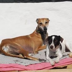 Galgo español Merrida