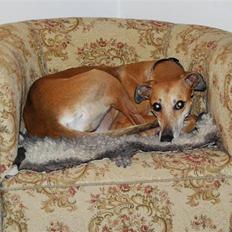 Galgo español Merrida