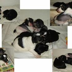 Chinese crested powder puff  Chang Mao: Báisé 