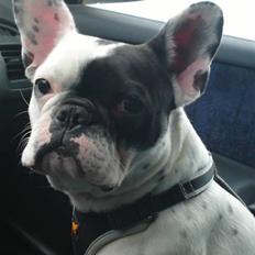 Fransk bulldog Nepal