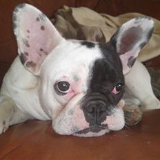 Fransk bulldog Nepal