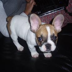 Fransk bulldog Ernst