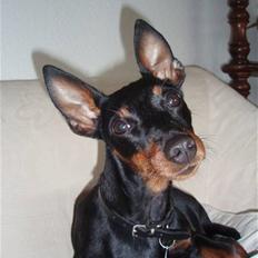 Dvaergpinscher Rødkildes P.star