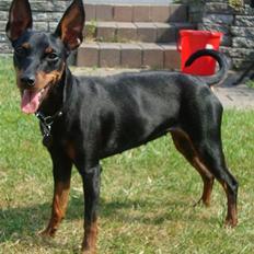 Dvaergpinscher Rødkildes P.star