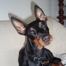 Dvaergpinscher Rødkildes P.star