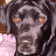 Labrador retriever Max