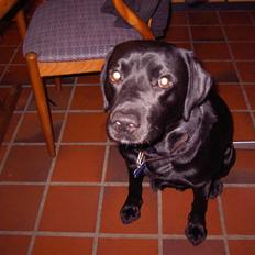 Labrador retriever Max