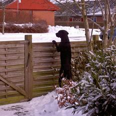 Labrador retriever Max
