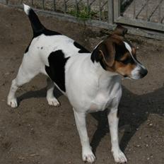 Dansk svensk gaardhund Elektra