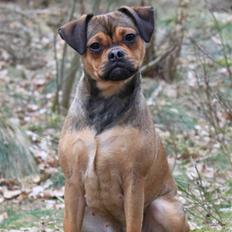 Blanding af racer (Mops/Dv. pinscher) -Sika