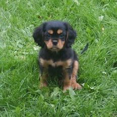 Cavalier king charles spaniel Piccocane's Charlie
