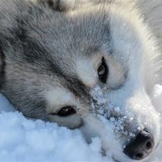 Siberian husky Alaska