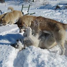 Siberian husky Alaska