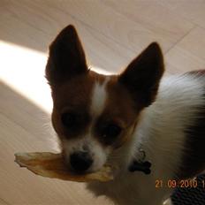 Blanding af racer Bailey