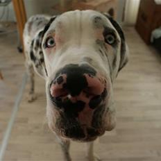 Grand danois Dæå *Himmelhund*