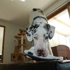 Grand danois Dæå *Himmelhund*