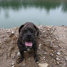 Mallorca Mastiff / Ca de Bou Figo