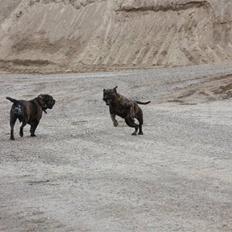 Mallorca Mastiff / Ca de Bou Figo