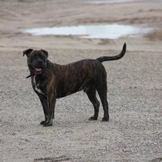 Mallorca Mastiff / Ca de Bou Figo