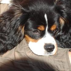 Cavalier king charles spaniel Thor (lille Thor)