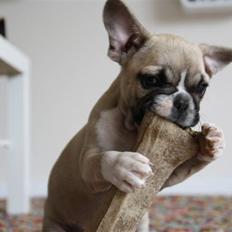 Fransk bulldog Mini