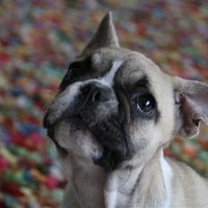 Fransk bulldog Mini